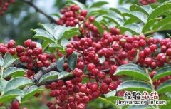 花椒该怎么育苗 花椒怎么育苗?