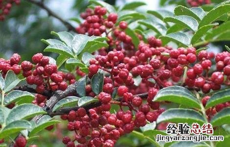 花椒该怎么育苗 花椒怎么育苗?