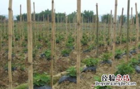 葛根人工高产栽培技术 葛根的高产栽培技术