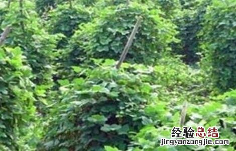 葛根人工高产栽培技术 葛根的高产栽培技术