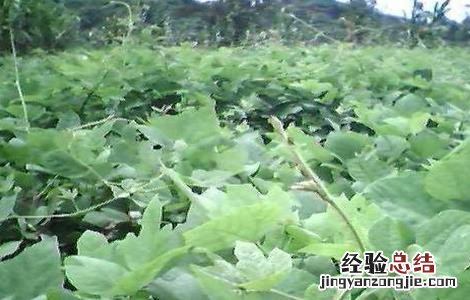 葛根人工高产栽培技术 葛根的高产栽培技术