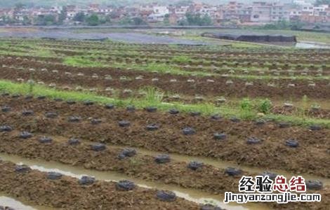 葛根人工高产栽培技术 葛根的高产栽培技术