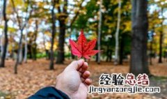 形榕树木没有生气的句子 形榕树木没有生气的句子列述