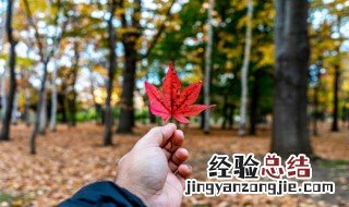 形榕树木没有生气的句子 形榕树木没有生气的句子列述