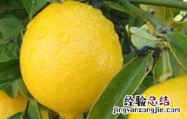 香柠檬和柠檬的区别 香柠檬和柠檬的区别是什么