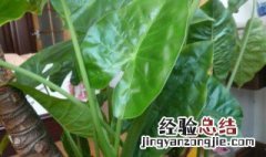 观音和滴水观音一样吗 滴水观音和千手观音的区别