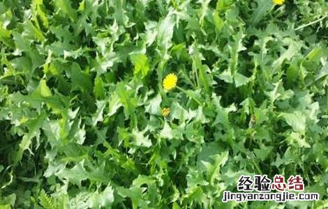 蒲公英种子如何发芽的 蒲公英种子如何发芽