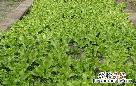 蒲公英种子如何发芽的 蒲公英种子如何发芽