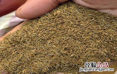 蒲公英种子如何发芽的 蒲公英种子如何发芽