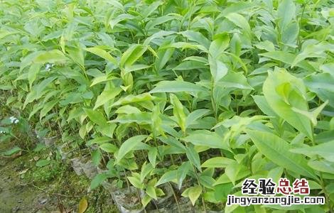 沉香种植存在的风险 种植沉香前景如何