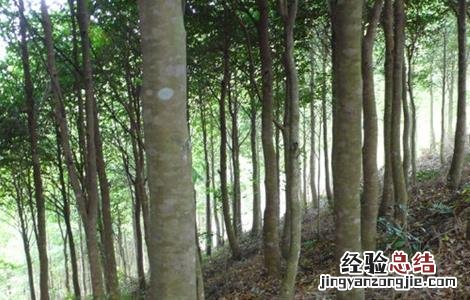 沉香种植存在的风险 种植沉香前景如何
