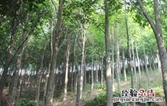 沉香种植存在的风险 种植沉香前景如何