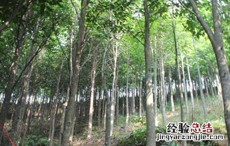 沉香种植存在的风险 种植沉香前景如何