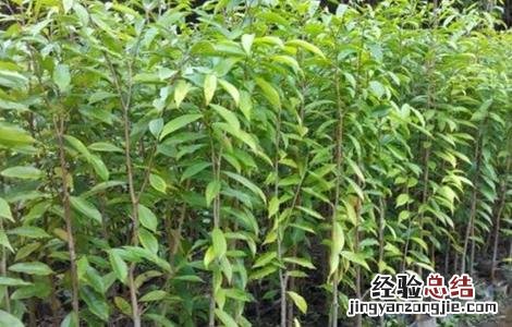 沉香种植存在的风险 种植沉香前景如何