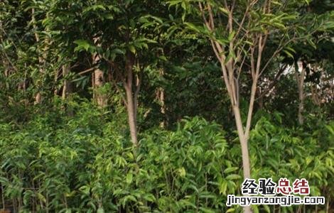 沉香种植存在的风险 种植沉香前景如何