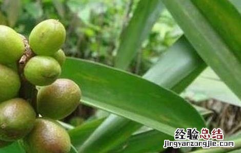 益智仁的种植技术 益智仁种植技术和管理视频