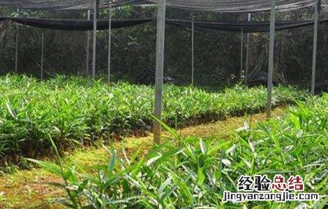 益智仁的种植技术 益智仁种植技术和管理视频