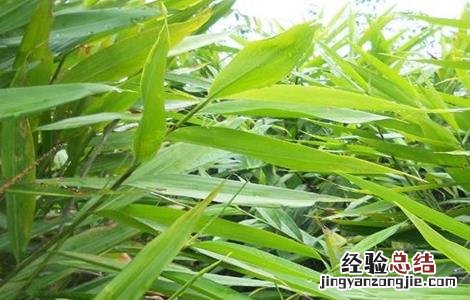 益智仁的种植技术 益智仁种植技术和管理视频