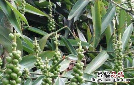 益智仁的种植技术 益智仁种植技术和管理视频