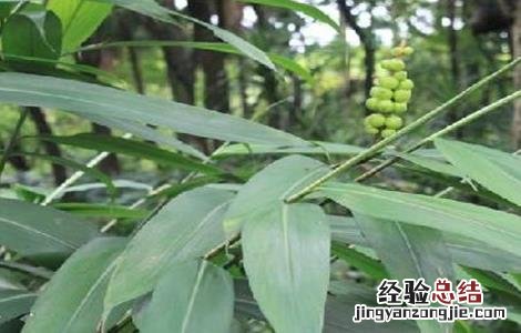 益智仁的种植技术 益智仁种植技术和管理视频