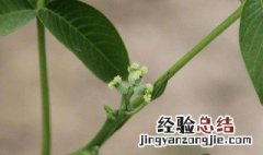 花的雌雄怎么分辨 如何区分花的雌雄