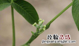 花的雌雄怎么分辨 如何区分花的雌雄