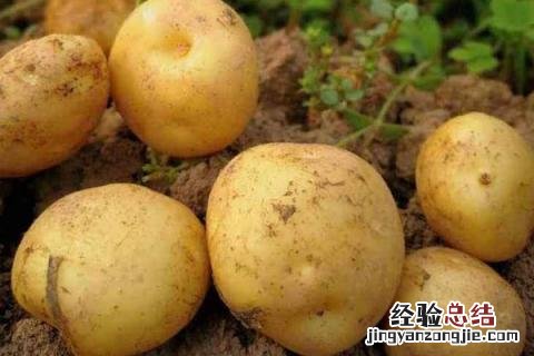 马铃薯没熟吃了会怎么样? 马铃薯脆的是不是还没熟