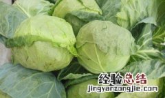 酱洋白菜怎么做 酱洋白菜怎么做好吃视频