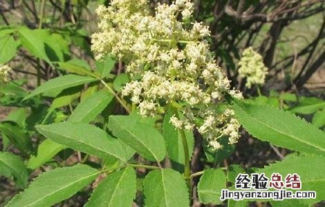 接骨木种植方法 接骨木的栽培技术