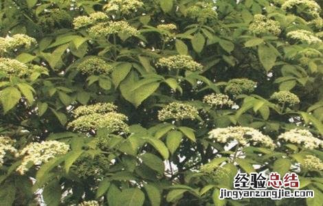接骨木种植方法 接骨木的栽培技术