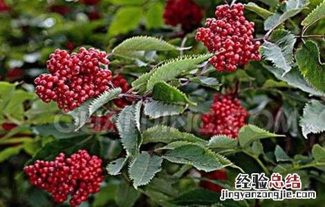 接骨木种植方法 接骨木的栽培技术