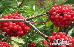 接骨木种植方法 接骨木的栽培技术