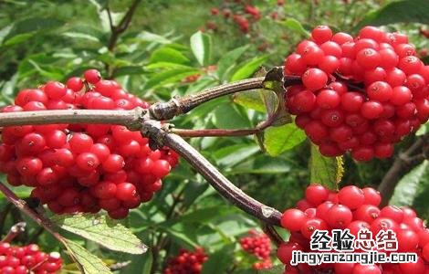 接骨木种植方法 接骨木的栽培技术