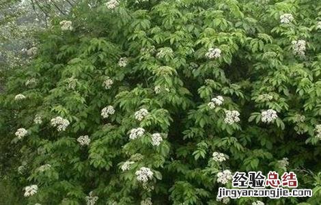 接骨木种植方法 接骨木的栽培技术