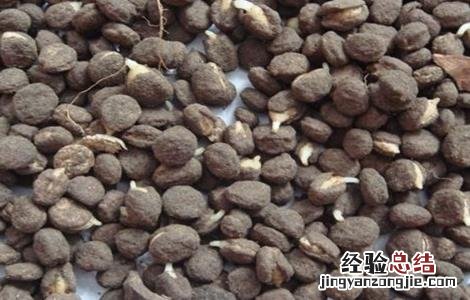 人参种子如何催芽 人参种子如何催芽视频教程