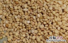 人参种子如何催芽 人参种子如何催芽视频教程