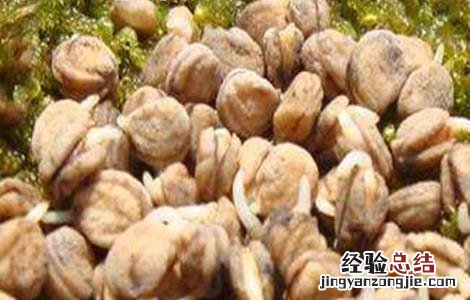 人参种子如何催芽 人参种子如何催芽视频教程
