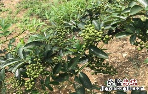 藤椒栽培技术及品种 藤椒的栽培技术