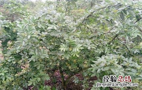 藤椒栽培技术及品种 藤椒的栽培技术