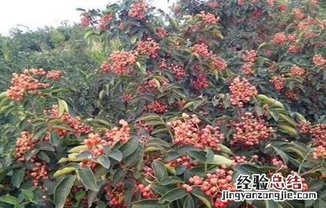 藤椒栽培技术及品种 藤椒的栽培技术