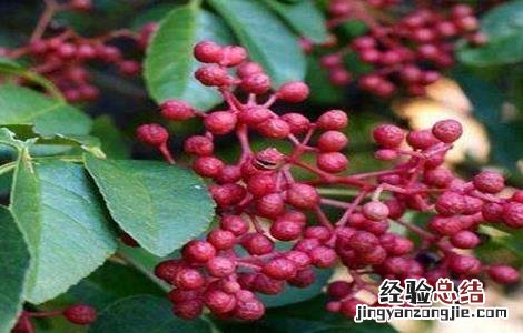 藤椒栽培技术及品种 藤椒的栽培技术