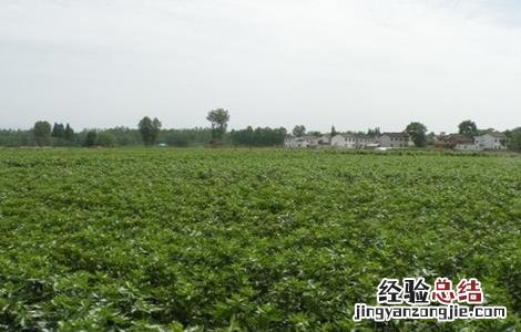 附子怎么种 附子怎么种植,好打理吗