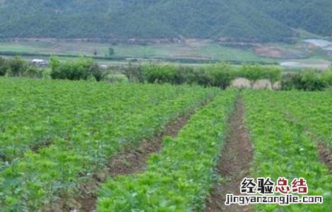 附子怎么种 附子怎么种植,好打理吗