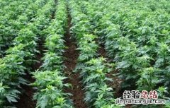 附子怎么种 附子怎么种植,好打理吗