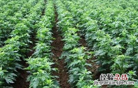 附子怎么种 附子怎么种植,好打理吗