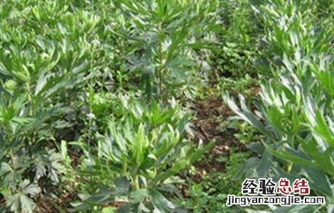 附子怎么种 附子怎么种植,好打理吗
