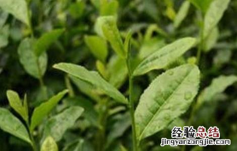 青黛主产地 青黛怎么种