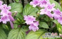 青黛主产地 青黛怎么种