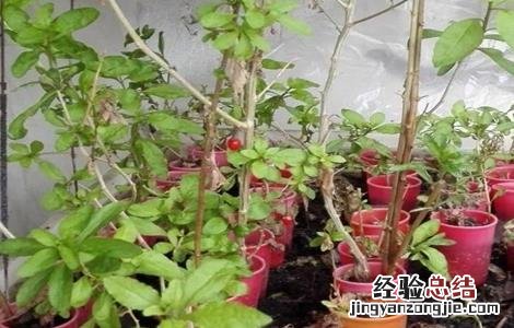 枸杞的繁殖方法 枸杞的繁殖方法多采用