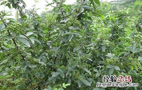 花椒树的修剪技术及图示 花椒树的修剪技术